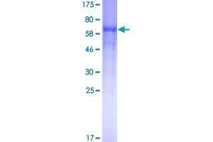 SDS-PAGE (SDS) image for Beta-secretase 1 (BACE1) (AA 22-501) protein (GST tag) (ABIN1346345)