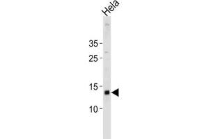Western Blotting (WB) image for anti-Death-Associated Protein (DAP) antibody (ABIN3004644) (DAP anticorps)