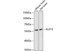Western blot analysis of extracts of various cell lines using RUFY3 Polyclonal Antibody at dilution of 1:3000. (RUFY3 anticorps)