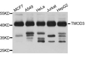 Western blot analysis of extract of various cells, using TMOD3 antibody. (TMOD3 anticorps)
