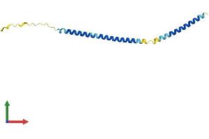 AlphaFold protein structure predicition of Human Recombinant MRFAP1L1 Protein, UniprotID Q96HT8