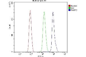 anti-Poly (ADP-Ribose) Polymerase 2 (PARP2) (AA 13-253) antibody