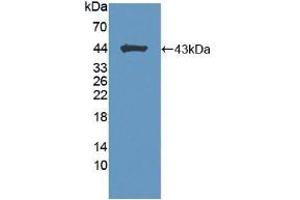 Detection of Recombinant BCAN, Mouse using Polyclonal Antibody to Brevican (BCAN) (BCAN anticorps  (AA 23-353))