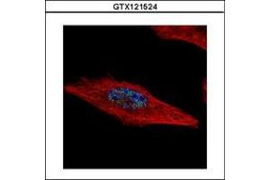 Image no. 2 for anti-Hexamthylene Bis-Acetamide Inducible 2 (HEXIM2) (AA 1-264) antibody (ABIN1498643) (HEXIM2 anticorps  (AA 1-264))