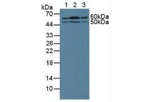 Figure. (Sonic Hedgehog anticorps  (AA 36-193))