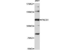 Western blot analysis of extracts of 293T cells, using PACS1 antibody (ABIN6293905) at 1:3000 dilution. (PACS1 anticorps)