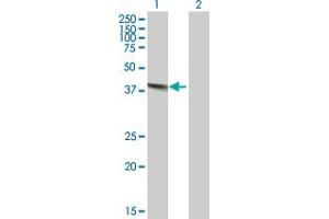 Western Blot analysis of DNASE2 expression in transfected 293T cell line by DNASE2 MaxPab polyclonal antibody. (DNASE2 anticorps  (AA 1-360))