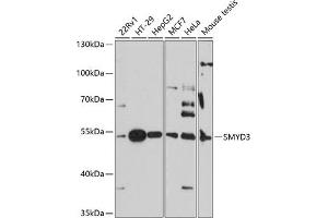 Western blot analysis of extracts of various cell lines, using SMYD3 antibody (ABIN7270260) at 1:3000 dilution. (SMYD3 anticorps  (AA 50-150))
