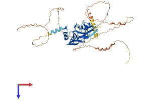 AlphaFold protein structure predicition of Mouse Recombinant Tbx19 Protein, UniprotID Q99ME7