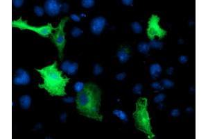 Anti-CCM2 mouse monoclonal antibody (ABIN2454978) immunofluorescent staining of COS7 cells transiently transfected by pCMV6-ENTRY CCM2 (RC201418). (CCM2 anticorps)