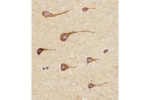 Antibody staining EREG in Human brain tissue sections by Immunohistochemistry (IHC-P - paraformaldehyde-fixed, paraffin-embedded sections). (Epiregulin anticorps  (C-Term))