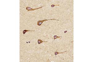 Antibody staining EREG in Human brain tissue sections by Immunohistochemistry (IHC-P - paraformaldehyde-fixed, paraffin-embedded sections).