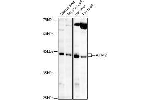 Western blot analysis of extracts of various cell lines, using /AMID antibody (ABIN6129888, ABIN6136678, ABIN6136679 and ABIN6215707) at 1:1000 dilution. (AIFM2 anticorps  (AA 1-373))