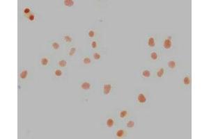 Immunocytochemistry analysis of ABIN7155816 diluted at 1:100 and staining in Ntera-2 cells performed on a Leica BondTM system.