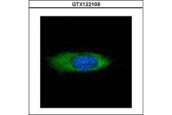 HSPA13 anticorps  (AA 204-423)