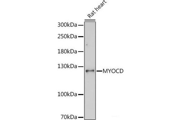 Myocardin anticorps