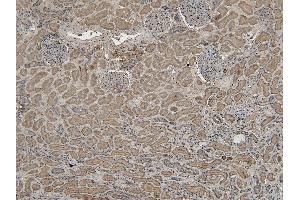 (ABIN185544) (6 μg/mL) staining of paraffin embedded Human Kidney.