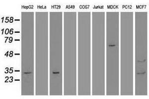 Image no. 2 for anti-Goosecoid Homeobox (GSC) (AA 107-257) antibody (ABIN1490824)