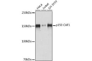 Western blot analysis of extracts of various cell lines, using p150 C Rabbit mAb (ABIN7266356) at 1:1000 dilution. (CHAF1A anticorps)