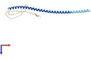 AlphaFold protein structure predicition of Human Recombinant NUP62CL Protein, UniprotID Q9H1M0