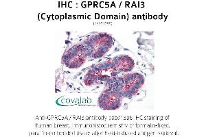 Image no. 1 for anti-G Protein-Coupled Receptor, Family C, Group 5, Member A (GPRC5A) (1st Cytoplasmic Domain) antibody (ABIN1735206)