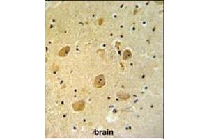 RP16 Antibody (C-term) (ABIN652189 and ABIN2840724) IHC analysis in formalin fixed and raffin embedded human brain tissue followed by peroxidase conjugation of the secondary antibody and DAB staining. (PARP16 anticorps  (C-Term))