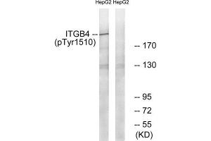 Western Blotting (WB) image for anti-Integrin beta 4 (ITGB4) (pTyr1510) antibody (ABIN1847390) (Integrin beta 4 anticorps  (pTyr1510))