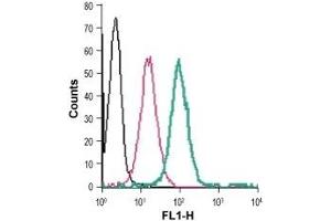 Cell surface detection of GPR91 in live intact human THP-1 monocytic leukemia cells: (black line) Cells. (SUCNR1 anticorps  (Extracellular) (FITC))