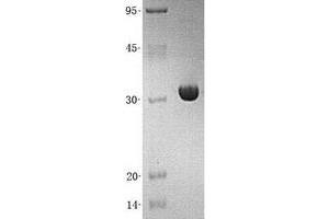Validation with Western Blot (PBLD1 Protein (Transcript Variant 1) (His tag))