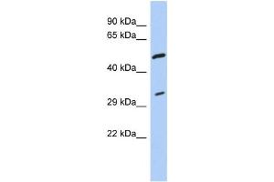 Western Blotting (WB) image for anti-Tropomyosin 3 (TPM3) antibody (ABIN2458556) (TPM3 anticorps)