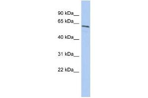 Western Blotting (WB) image for anti-Nuclear Prelamin A Recognition Factor (NARF) antibody (ABIN2459765) (NARF anticorps)