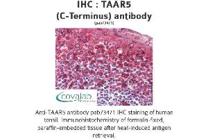 Image no. 2 for anti-Trace Amine Associated Receptor 5 (TAAR5) (C-Term) antibody (ABIN1739861) (TAAR5 anticorps  (C-Term))
