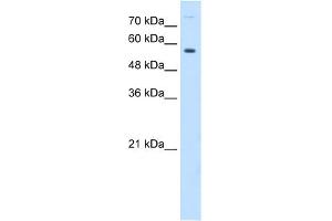 WB Suggested Anti-BTN1A1 Antibody Titration:  0. (BTN1A1 anticorps  (N-Term))