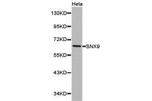 Western Blotting (WB) image for anti-Sorting Nexin 9 (SNX9) antibody (ABIN1874896)