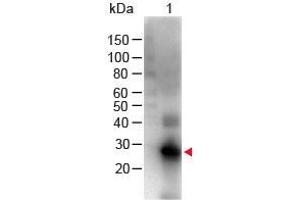 Western Blot of Goat anti-F(ab')2 Human IgG F(c) Antibody Biotin Conjugated Pre-Adsorbed Lane 1: Human Fc Load: 100 ng per lane Primary Antibody: F(ab')2 Human IgG F(c) Antibody Biotin Conjugated Pre-Adsorbed at 1:1000 for 60 min RT Secondary antibody: HRP Conjugated Streptavidin at 1:40,000 for 30 min at RT Block: ABIN925618 for 30 min at RT Predicted/Obsevered Size: 28 kDa/28 kDa (Chèvre anti-Humain IgG (Fc Region) Anticorps (Biotin) - Preadsorbed)