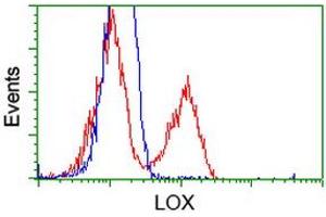 Image no. 14 for anti-Lysyl Oxidase (LOX) (AA 22-168) antibody (ABIN1491217) (LOX anticorps  (AA 22-168))