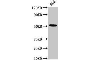 Western Blot Positive WB detected in: 293 whole cell lysate All lanes: TUBB3 antibody at 3 μg/mL Secondary Goat polyclonal to rabbit IgG at 1/50000 dilution Predicted band size: 51, 43 kDa Observed band size: 51 kDa (TUBB3 anticorps  (AA 1-210))