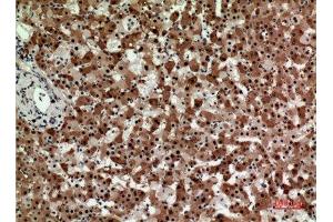 Immunohistochemistry (IHC) analysis of paraffin-embedded Human Liver, antibody was diluted at 1:100. (STX1A anticorps  (Internal Region))