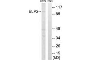 Western blot analysis of extracts from HT-29 cells, using ELP2 Antibody. (ELP2 anticorps  (AA 771-820))