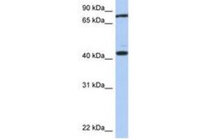 Image no. 1 for anti-Testis Expressed 9 (TEX9) (AA 287-336) antibody (ABIN6743917) (TEX9 anticorps  (AA 287-336))