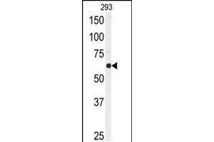 Western blot analysis of anti-USP3 Antibody in 293 cell line lysates (35ug/lane) (USP3 anticorps  (N-Term))