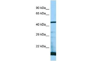 WB Suggested Anti-PAAF1 Antibody Titration: 1. (PAAF1 anticorps  (N-Term))