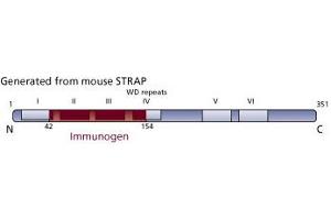 Image no. 3 for anti-Serine/threonine Kinase Receptor Associated Protein (STRAP) (AA 42-154) antibody (ABIN968485) (STRAP anticorps  (AA 42-154))
