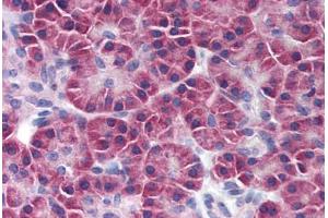 Human Pancreas (formalin-fixed, paraffin-embedded) stained with SNF1LK2 antibody ABIN239846 at 10 ug/ml followed by biotinylated anti-mouse IgG secondary antibody ABIN481714, alkaline phosphatase-streptavidin and chromogen. (SIK2 anticorps)