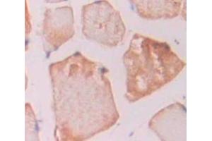 IHC-P analysis of skeletal muscle tissue, with DAB staining. (IREB2 anticorps  (AA 1-343))