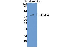 Western blot analysis of the recombinant protein. (Tyrosine Hydroxylase anticorps  (AA 34-301))