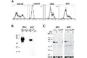 Western Blotting (WB) image for anti-Caspase 1 (CASP1) antibody (ABIN187450) (Caspase 1 anticorps)