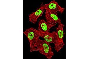 Immunofluorescence analysis of Hela cells using NAGR1 mouse mAb (green).