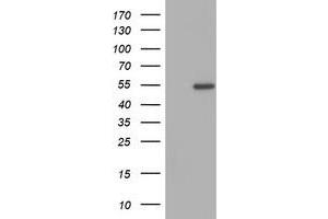 Image no. 1 for anti-Zinc Finger Protein 365 (ZNF365) (AA 108-407) antibody (ABIN1490830) (ZNF365 anticorps  (AA 108-407))