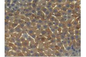 IHC-P analysis of Mouse Liver Tissue, with DAB staining. (Angiopoietin 1 anticorps  (AA 35-231))